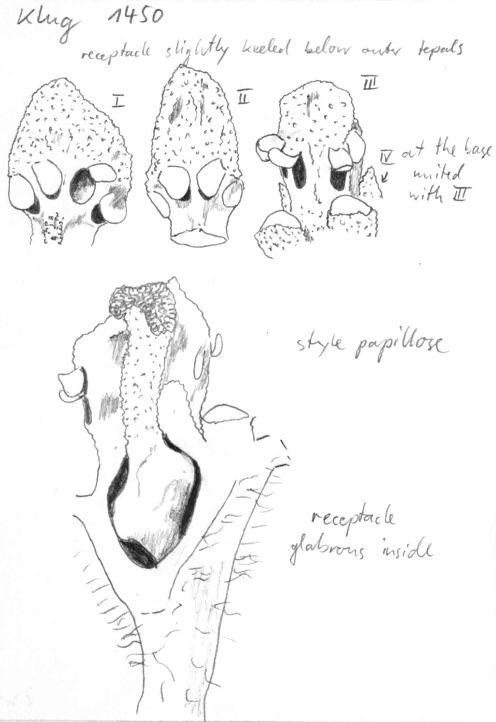 preview Nectandra heterotricha Rohwer